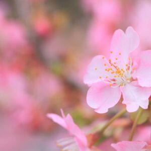 孤高の桜