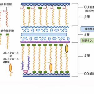 浸透経路～CMC上級編～